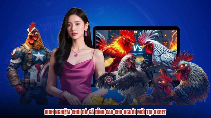 Kinh Nghiệm Chơi Đá Gà Đỉnh Cao Cho Người Mới Tại 8XBET