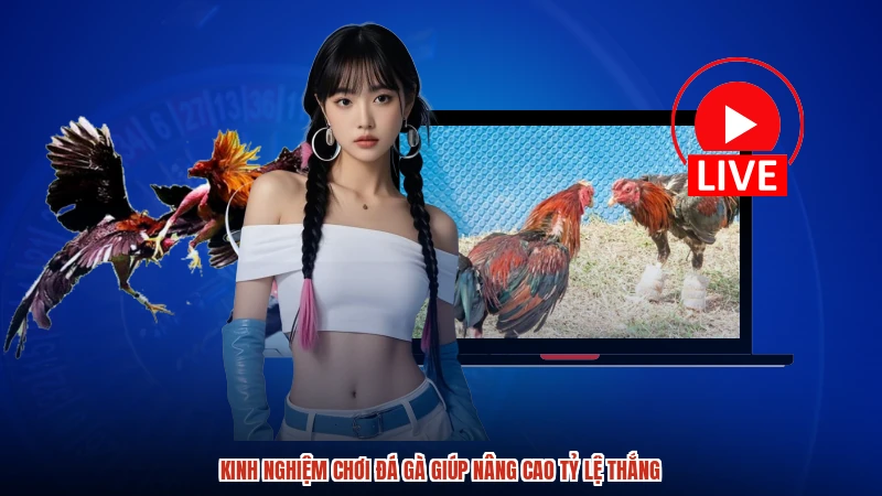 Kinh nghiệm chơi đá gà giúp nâng cao tỷ lệ thắng