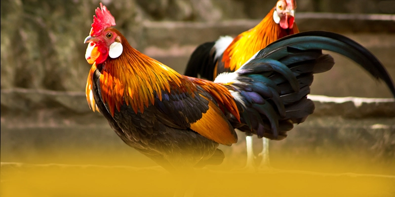 Cùng trải nghiệm GOOD88 - Trang game được yêu thích nhất hiện nay